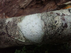 Pertusaria sorodes