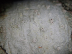Pertusaria sorodes
