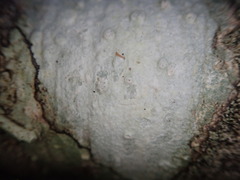 Pertusaria sorodes