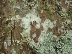 Pertusaria sorodes