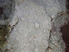 Pertusaria sorodes