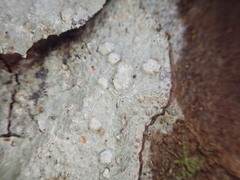 Pertusaria sorodes