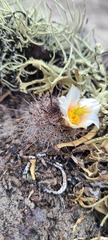 Mammillaria hutchisoniana