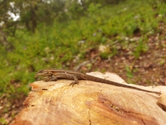 Sceloporus halli