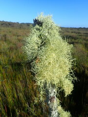 Usnea dasaea