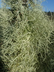Usnea dasaea