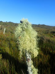 Usnea dasaea