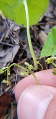 Hydrocotyle tribotrys