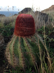 Melocactus intortus