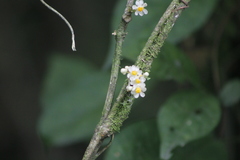 Paullinia