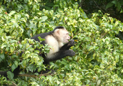 Cebus capucinus