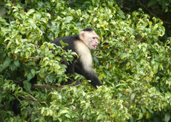 Cebus capucinus