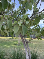 Cordia boissieri