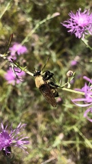 Laphria posticata