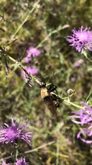 Laphria posticata