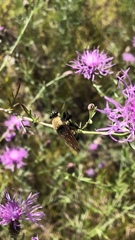 Laphria posticata