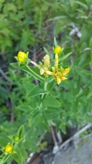 Hypericum ascyron