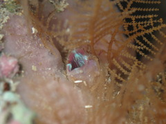 Cnemidocarpa nisiotis