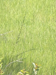 Hypericum lissophloeus