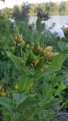 Hypericum ascyron