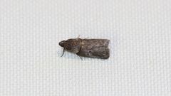 Acrobasis elyi