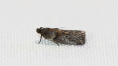 Acrobasis elyi