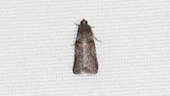 Acrobasis elyi