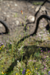 Lilium parvum