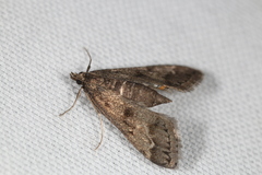 Parapoynx obscuralis