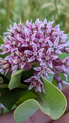 Asclepias speciosa × syriaca