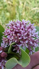 Asclepias speciosa × syriaca