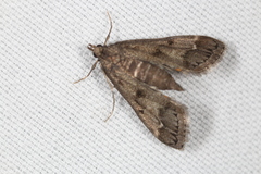 Parapoynx obscuralis