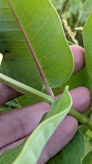 Asclepias speciosa × syriaca