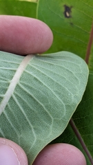 Asclepias speciosa × syriaca