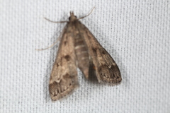Parapoynx obscuralis
