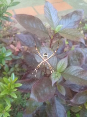 Argiope argentata