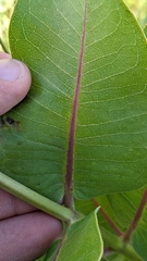 Asclepias speciosa × syriaca