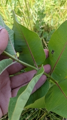 Asclepias speciosa × syriaca