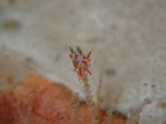 Eubranchus rubeolus