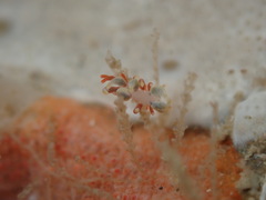 Eubranchus rubeolus