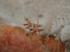 Eubranchus rubeolus