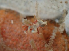 Eubranchus rubeolus