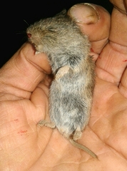 Microtus lusitanicus