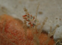Eubranchus rubeolus