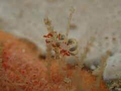 Eubranchus rubeolus