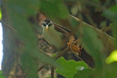 Pomatorhinus melanurus