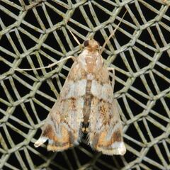Neargyractis slossonalis