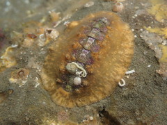 Notoplax violacea