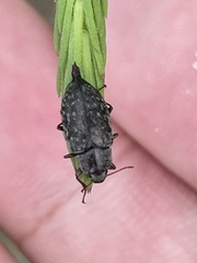 Epitragodes tomentosus