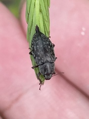 Epitragodes tomentosus